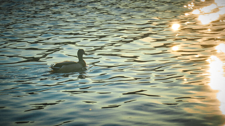 Coimbra Golden 03